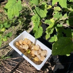 食用ほおずきの画像