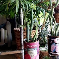 【多肉植物】トマト缶に植わった『七宝樹』4本植えーTYPE-Aー