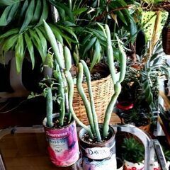 <<End of transaction>>【多肉植物】トマト缶...