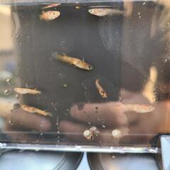 メダカ　北辻美虎(若魚)　×15匹　《+北辻美虎ヒレ長×1匹》