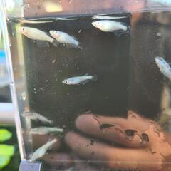 メダカ　スーパーラメファンタRLF(若魚)　×8匹