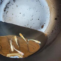 卵　レッドクリフ紅白　１０＋α　(めだか/メダカ)