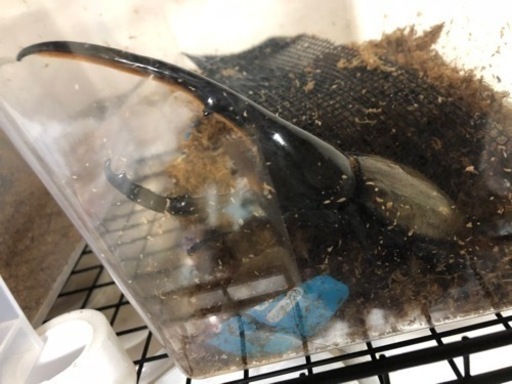 今期ラスト福袋　ヘラクレスオオカブト確定