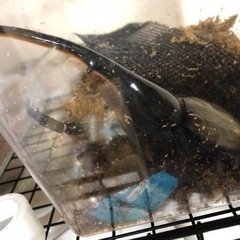 今期ラスト福袋　ヘラクレスオオカブト確定