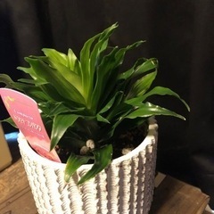 観葉植物　ドラセナコンパクタ　インテリア　植木の画像