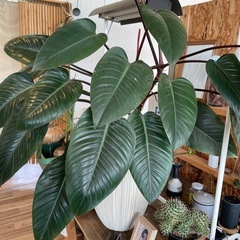 Alexandros]☆[Champagne]時代のグッズセット☆バラ売相談可