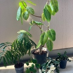 観葉植物　人気5種セット　【名東区引き取り限定】