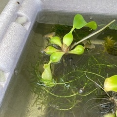 黒メダカ 6匹　ホテイ草1つ　