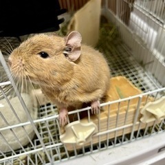 2歳くらいのデグーマウス