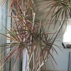 ドラセナ　コンシンネ　レインボー　観葉植物