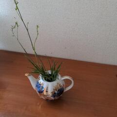 オリズルラン　ハイドロカルチャー　お話し中です