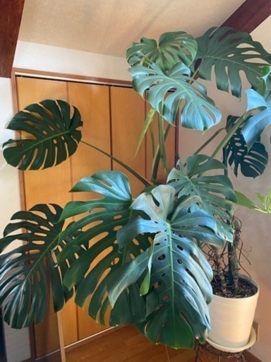 観葉植物:モンステラ