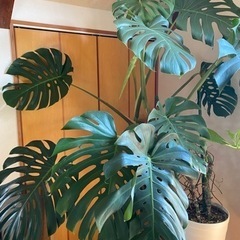 観葉植物:モンステラ