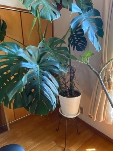 観葉植物:モンステラ