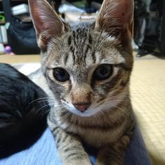 三毛キジ白黒きょうだい - 猫