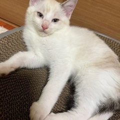 ブルーアイのシャムミックス男の子です