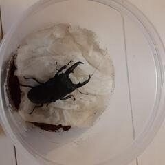 ヒラタクワガタ　ペア新成虫の画像