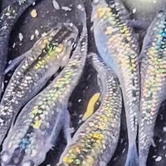 オベリスク稚魚‼️10匹+α700円