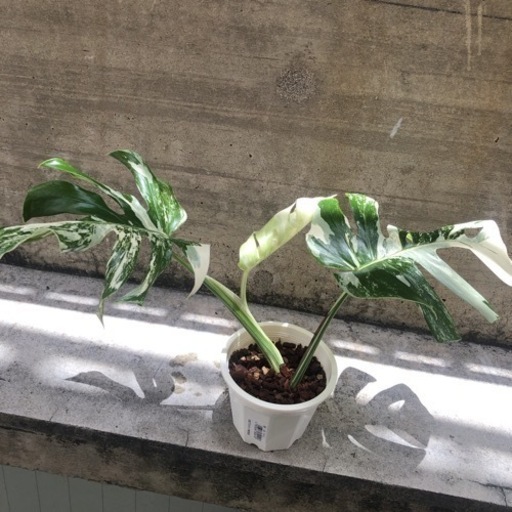 斑入りモンステラ①