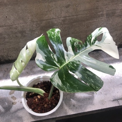 斑入りモンステラ①