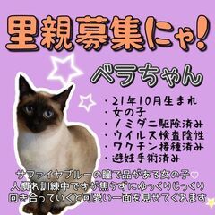 1歳11ヶ月位　サファイアブルーのベラちゃん【個別面会可能です】