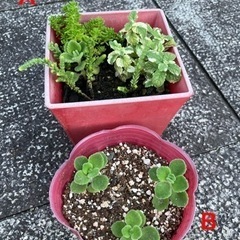 【１つ100円３つで200円】ポット苗（その１）の画像