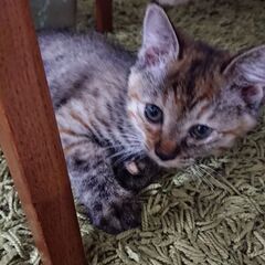 キジトラの子猫 0才3ヶ月