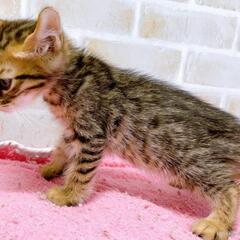 マンチカン×ベンガルの新品種ジェネッタの男の子 - 猫