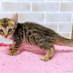マンチカン×ベンガルの新品種ジェネッタの男の子 - 町田市
