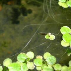 水草・浮草50株  メダカ水槽、アクアリウム、ビオトープ等にの画像