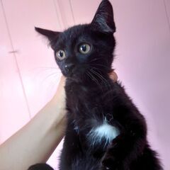 【募集停止中】まだ猫顔じゃない？クロスケ嬢ちゃん　２ヶ月