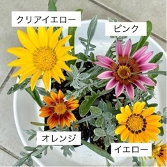 【6色開花中】ガザニア(シルバーリーフ) 2Pセット②