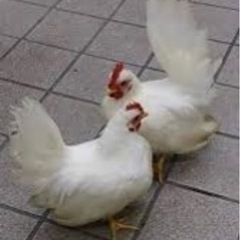 チャボ　オス　元気いっぱいです！