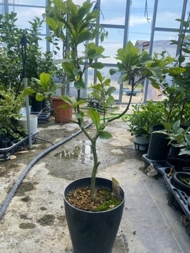 ミラクルフルーツ大小２本