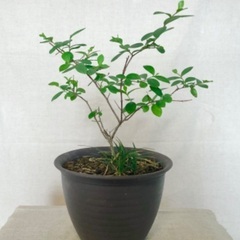 ※取引中【鉢植え】サルスベリ