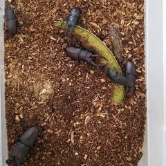 ノコギリクワガタ、コクワガタ