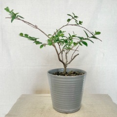 ※取引中【鉢植え】 サルスベリ