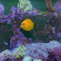 クログチニザ ６センチくらい   以下検索ワード キイロハギ ゴマハギ ナンヨウハギ ハギの画像