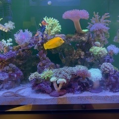 クログチニザ ６センチくらい   以下検索ワード キイロハギ ゴマハギ ナンヨウハギ ハギの画像