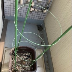 鉢植え