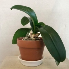 ※取引中【鉢植え】コチョウラン"モネ"