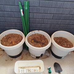 鉢植えセット