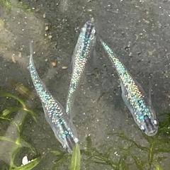 高級メダカ　オベリスク