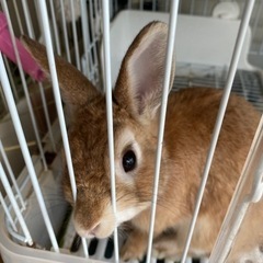 子うさぎ里親募集