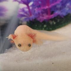 イベリアトゲイモリの画像