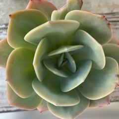 多肉植物植物　エケベリア　白鵬　値下げしました