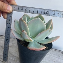 多肉植物植物　エケベリア　白鵬　値下げしましたの画像