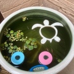 メダカに！ 水草ドワーフフロッグビットの画像