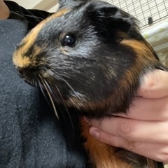 モルモット