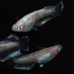レッドクリフ紅白めだか若魚
